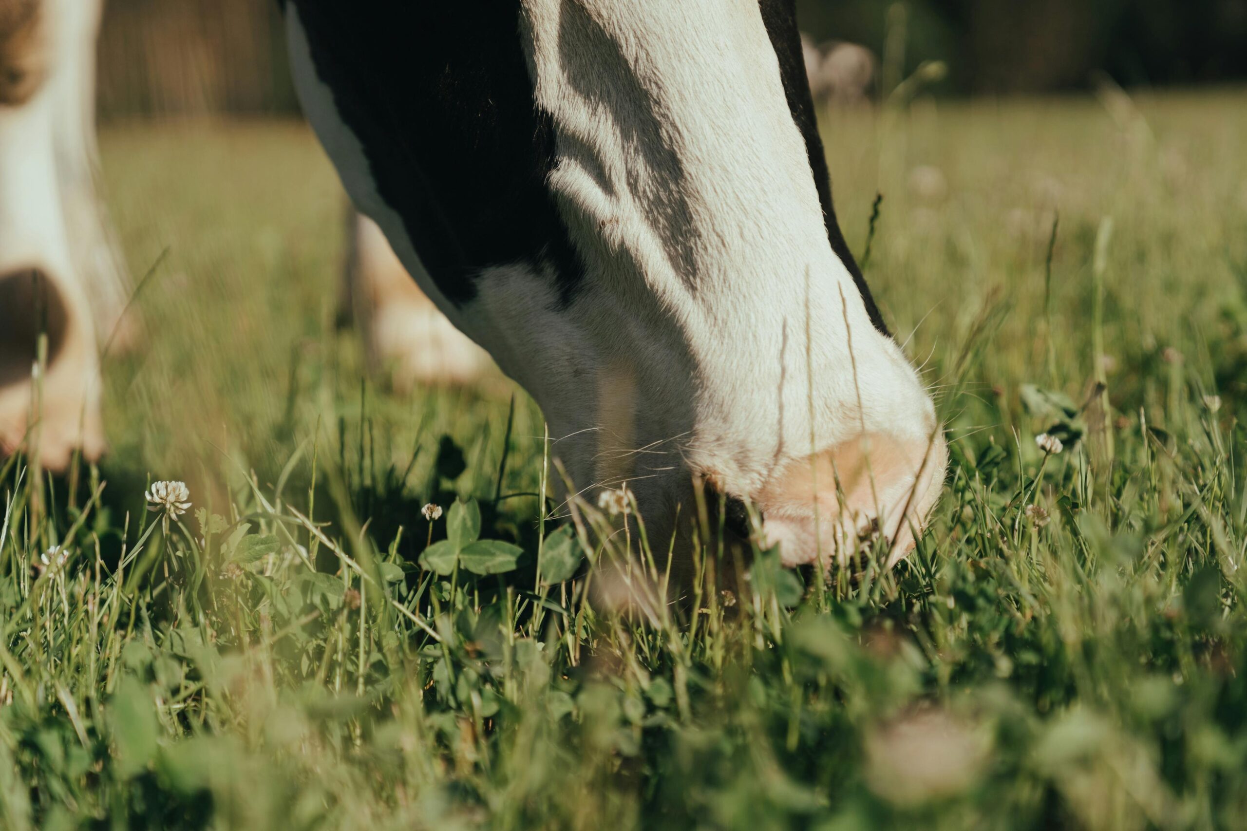 Our Areas A close-up of a cow grazing in a lush green meadow on a sunny day.